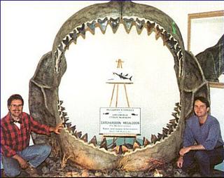 [Carcharodon
megalodon]