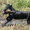 [Labrador durante la caccia]