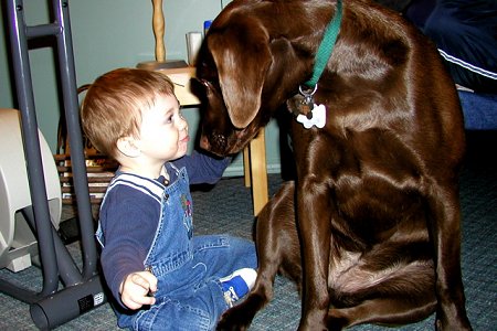 [labrador e bimbo]