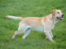 [maschio golden 4
anni]