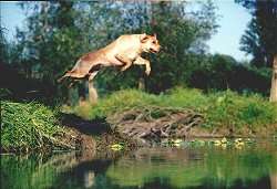 [salto]