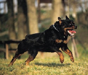 [rottweiler che salta]