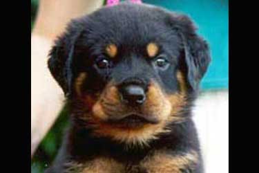 [un cucciolo]