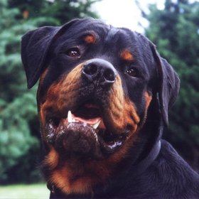 [rottweiler che sorride]