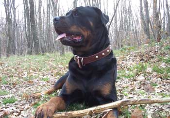 rottweilernelbosco